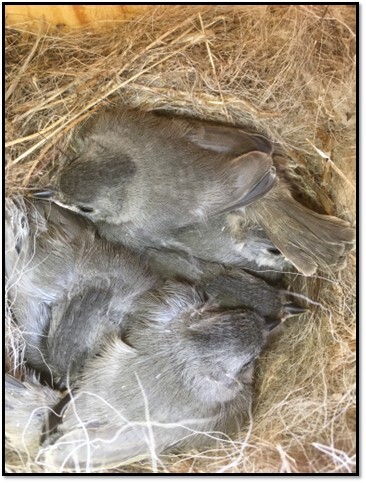 Nest Box Babies
