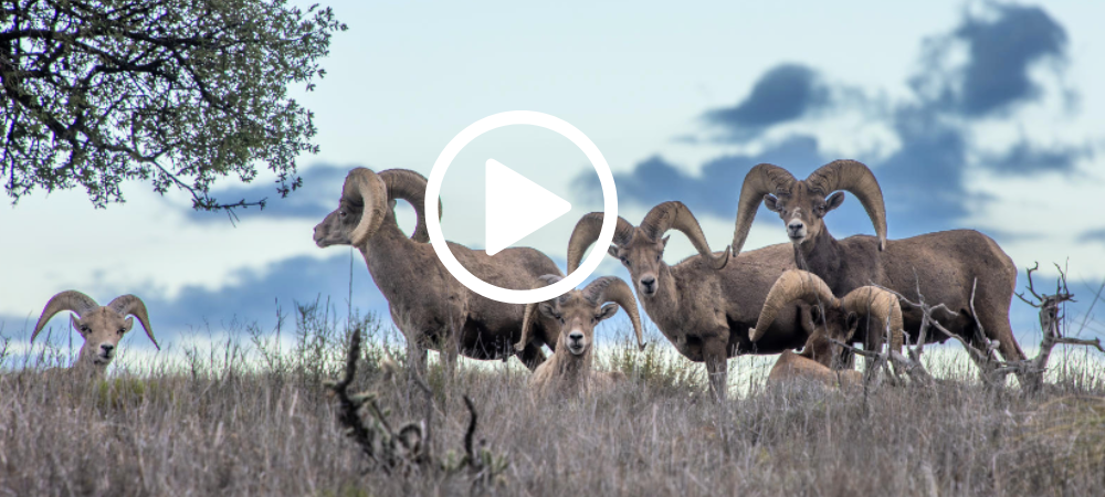 Herd of bighorn rams resting by a tree, video link