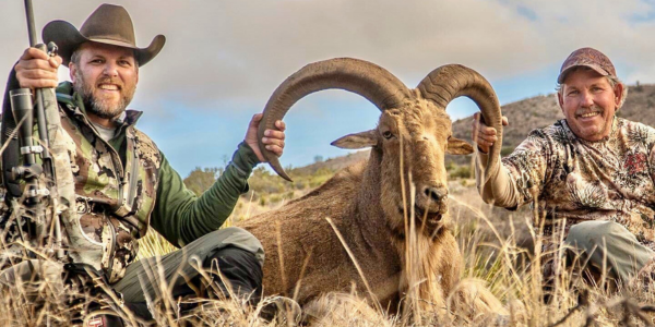 Aoudad Adventure