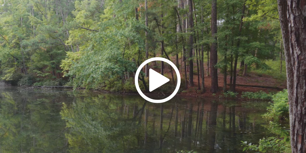 Trees along water's edge at Mission Tejas, video link 