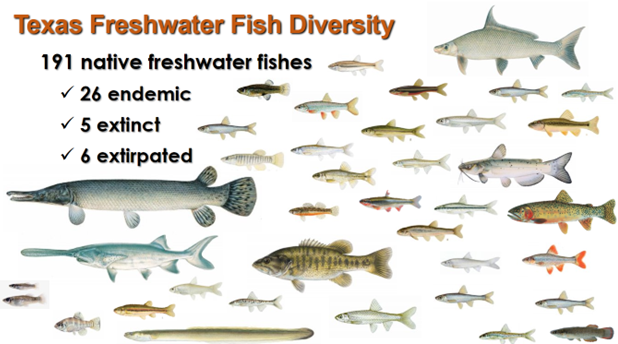 Picture showing the diversity of freshwater fish in Texas