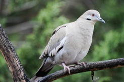 white winged dove