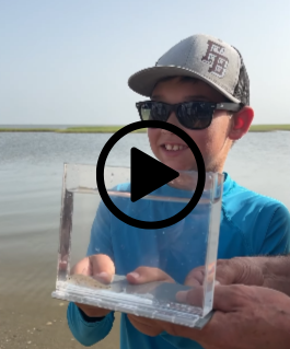 Boy holding fish in container, video