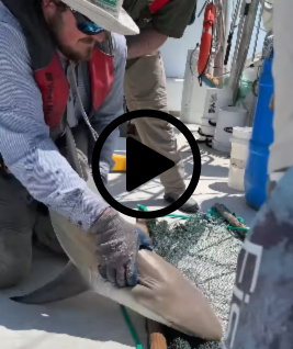 Shark on boat being checked by biologist, video link