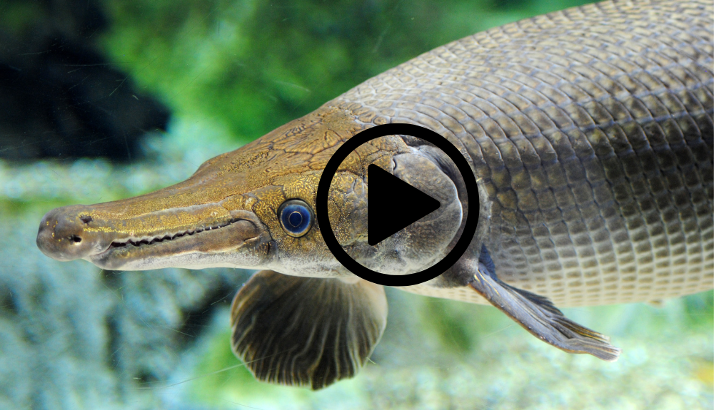 Alligator gar swimming, video link