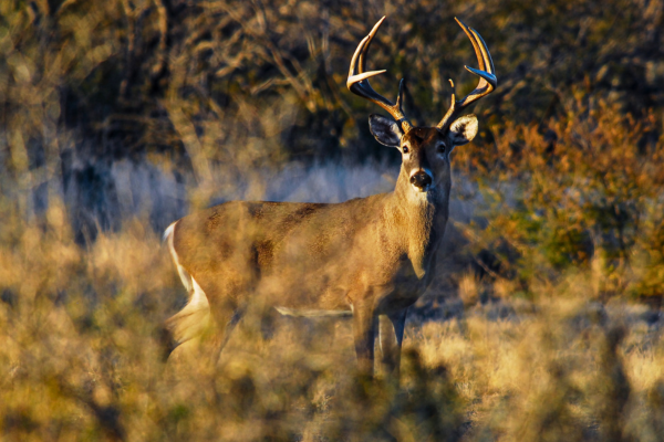 Image of a whitetail deer.