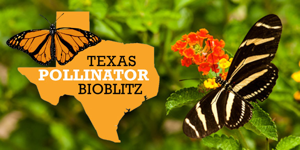 pollinator with flower