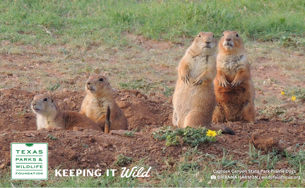 Image of prairie dogs.