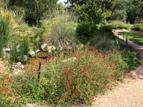 pollinator garden
