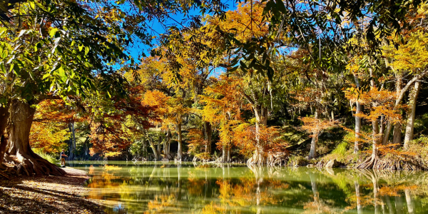 Image of fall foliage at Guadalupe River State Park.