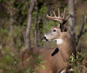 Buck looking over his shoulder