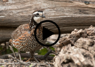 Bobwhite quail, with video link