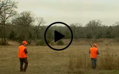 wing shooters in field, video link