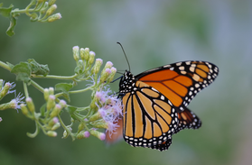 Monarch butterfly on Gregg's blue mistflower