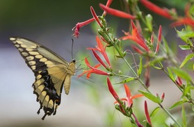 Giant yellow swallowtail on flame acanthus