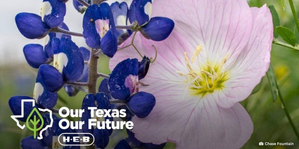 Bluebonnet and buttercup/primrose blossoms, link