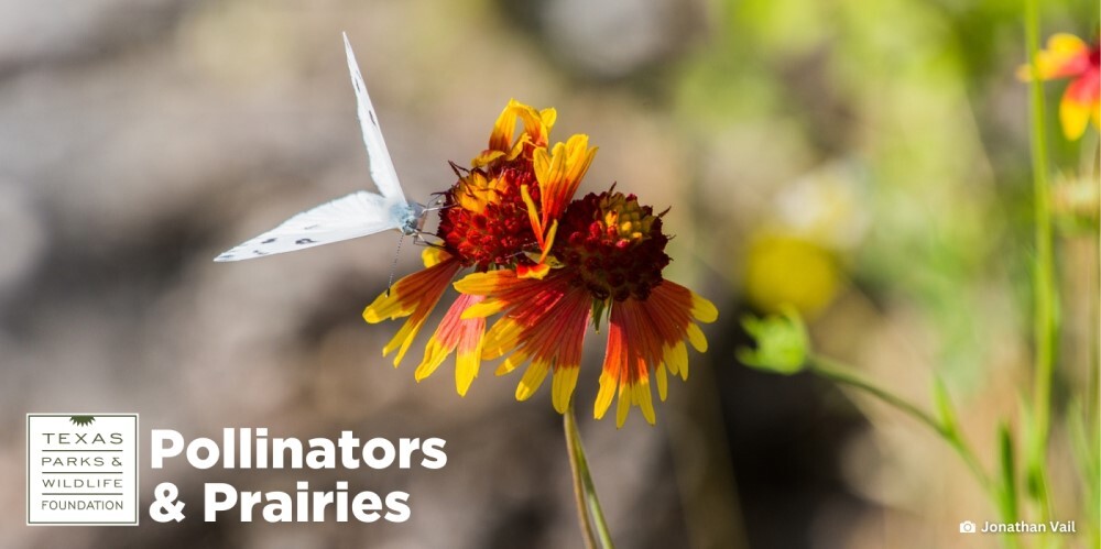 White moth on a firewheel flower, link