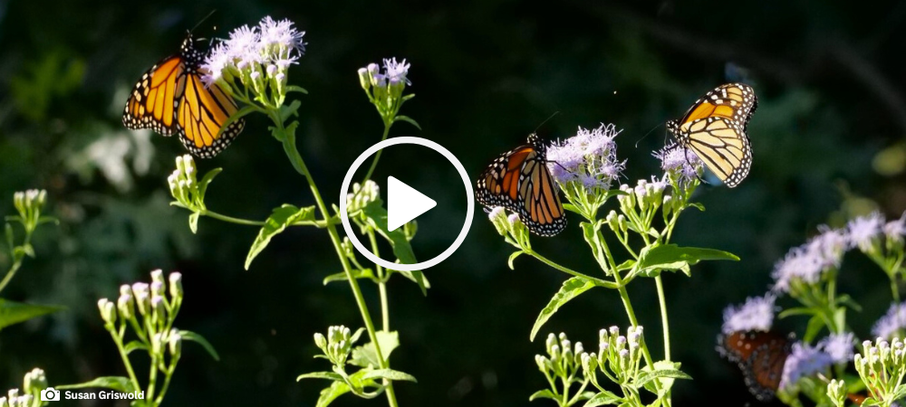 3 monarchs and a queen butterfly on Gregg's mistflower, video link 