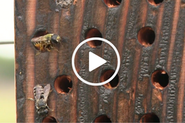 Bee condo with two bees, video link