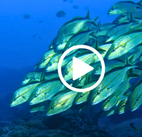 School of fish, video link