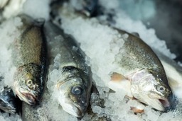 3 rainbow trout on ice