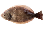 Southern flounder on white background