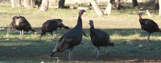 turkeys