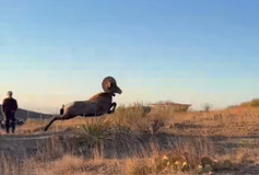 Bighorn ram leaping with man in background, link