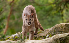 Mountain lion on rocks