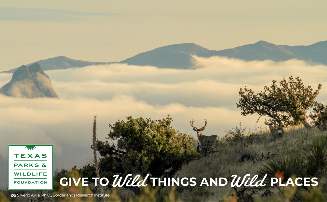 A deer in a field with foggy mountains in the background.