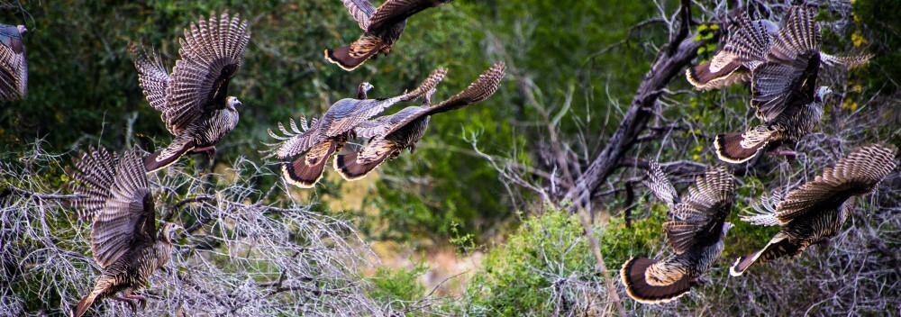 Turkey flock flying, link