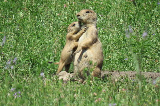 Prairie Dogs