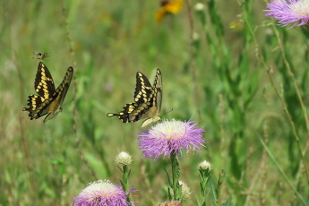 Butterflies and Flowers