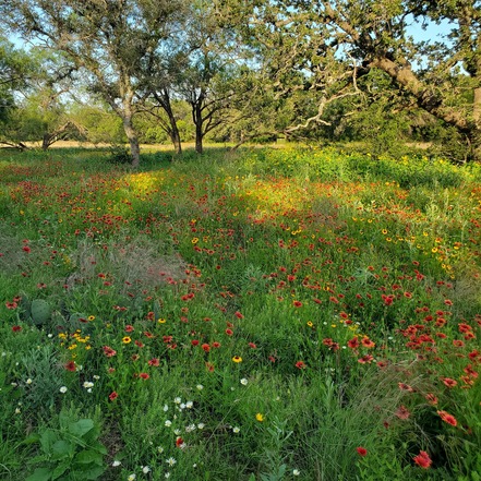 Wildflower Field