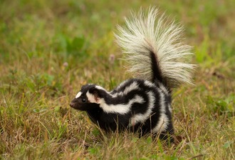 Spotted Skunk