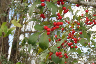 Yaupon Holly