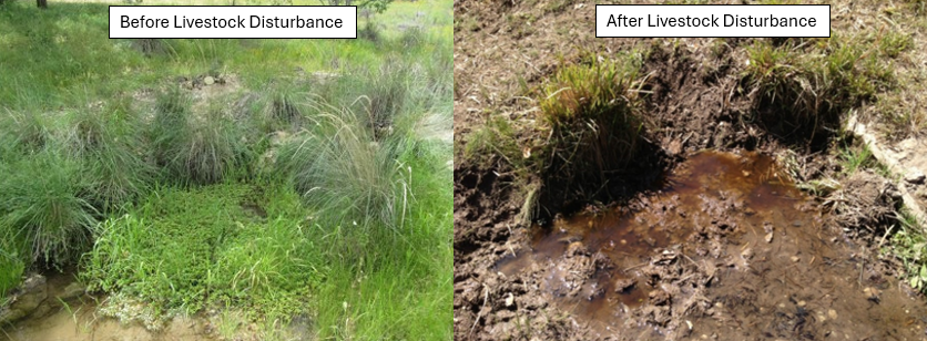Livestock Impacts on Springs