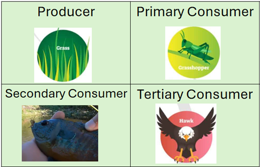 Levels of the Food Chain