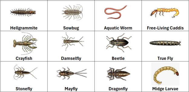 Examples of Macroinvertebrates
