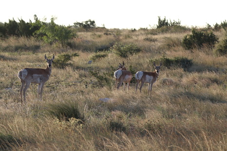 Pronghorn