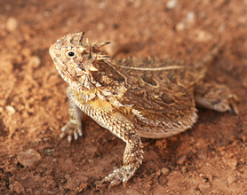 Texas Horned Lizard
