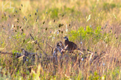 Bobwhite Quail