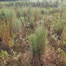 Example of Beneficial Bare Ground