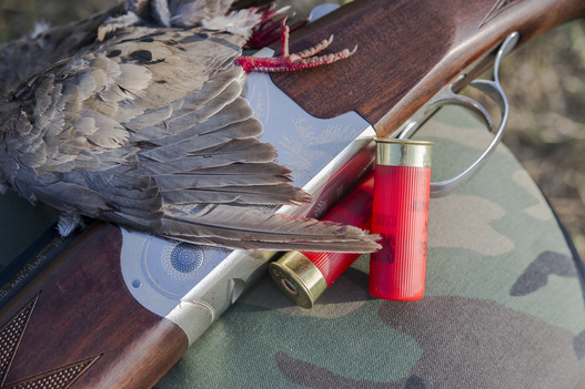 Image of a shotgun, dove, and shotgun ammo