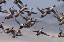 Pintails in flight, link