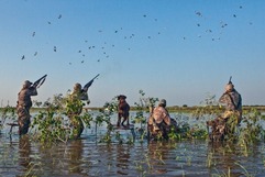 Waterfowl hunters aiming at flock, link