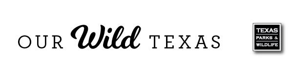 Our Wild Texas masthead, black