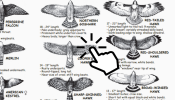 Hawk guide with click button