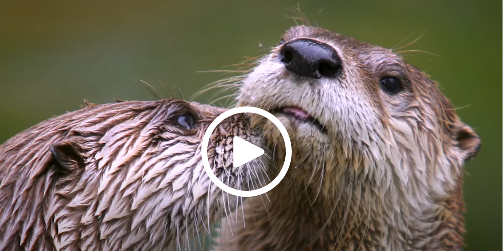 Two otters nuzzling, video link