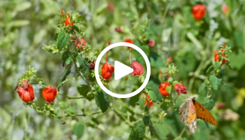 Turks cap with butterfly, video link